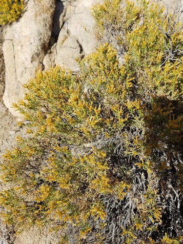 iNaturalist observation photo of goldenbushes