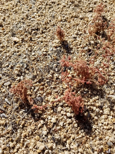 iNaturalist observation photo of Dicots