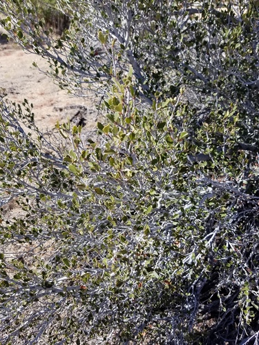 iNaturalist observation photo of Birchleaf Mountain Mahogany