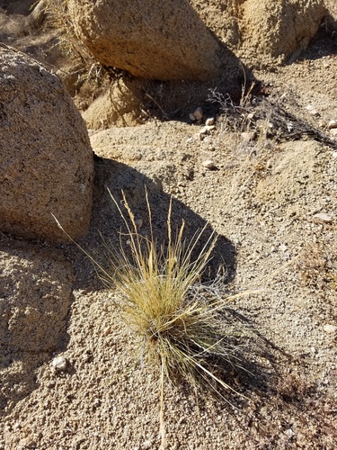 iNaturalist observation photo of Desert Needlegrass