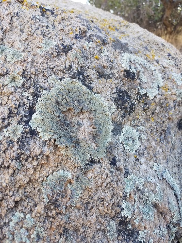iNaturalist observation photo of Common Lichens