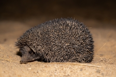 Hemiechinus collaris
