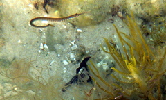Stigmatopora nigra
