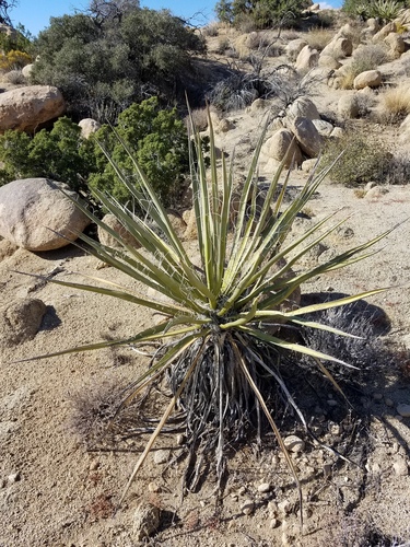 iNaturalist observation photo of Mojave Yucca