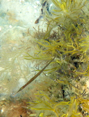 Stigmatopora nigra