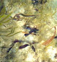 Stigmatopora nigra