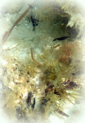 Stigmatopora nigra