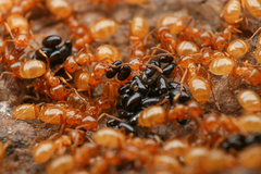 Lasius colei