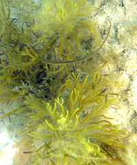 Stigmatopora nigra