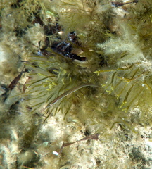 Stigmatopora nigra