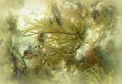 Stigmatopora nigra