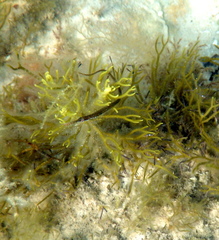 Stigmatopora nigra