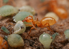 Lasius colei