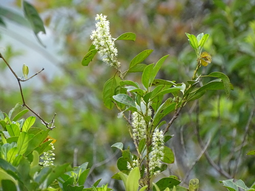 Chinese sweetspire (Itea chinensis)
