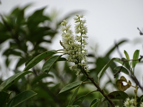 Itea chinensis, photograph 4