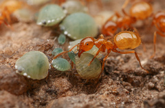Lasius colei