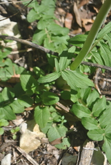 Valeriana italica