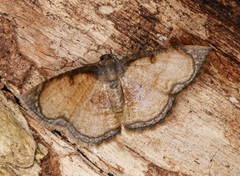 Hydatocapnia