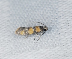 Promalactis lobatifera