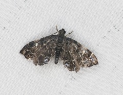 Drosophantis caeruleata