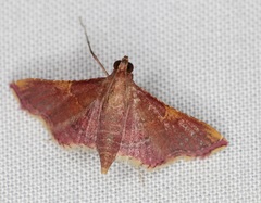 Endotricha olivacealis