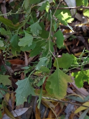 Chenopodium ucrainicum