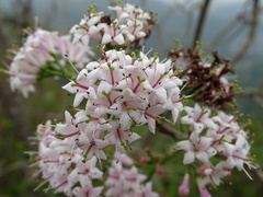 Ehretia longiflora