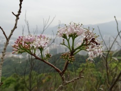 Ehretia longiflora