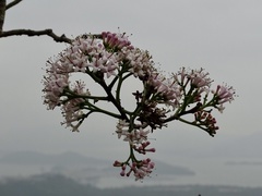 Ehretia longiflora