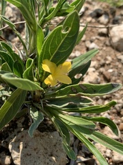 Barleria dinteri
