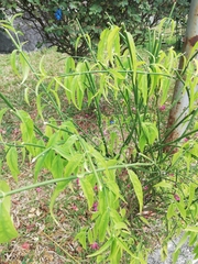Clinacanthus nutans