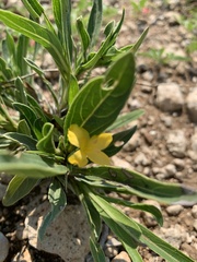 Barleria dinteri