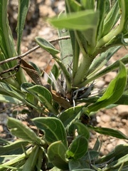 Barleria dinteri