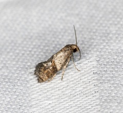 Epermenioidea