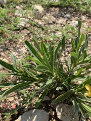 Barleria dinteri