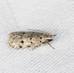 Autosticha calceata
