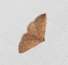 Cerynea punctilinealis