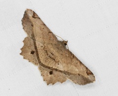 Chiasmia ozararia