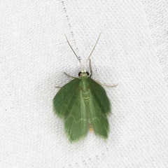 Idiochlora minuscula