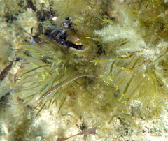Stigmatopora nigra