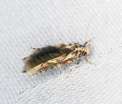 Stathmopoda stimulata