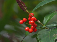 Glory Bower (Sarcandra glabra)
