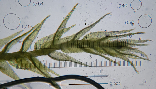 Paprastoji bukasnapė nuotrauka