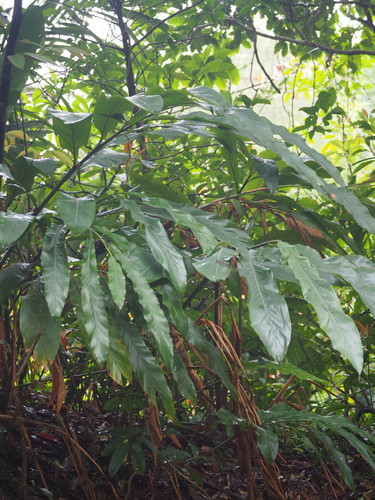 Alpinia uraiensis, photograph 5