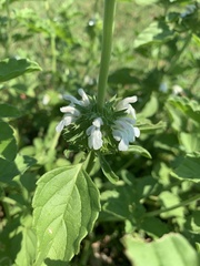 Leucas sexdentata