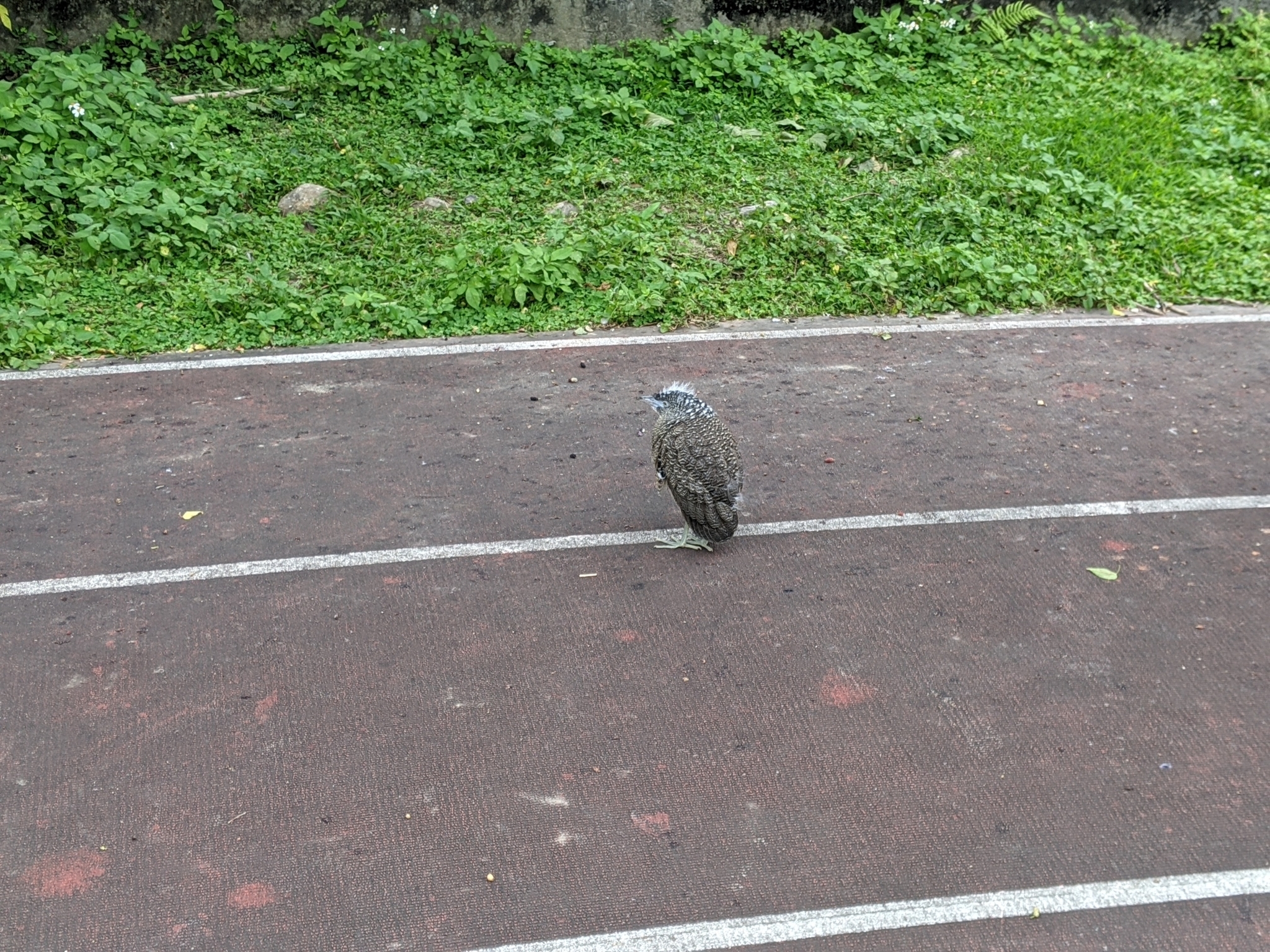 Malayan Night Heron (Gorsachius melanolophus)