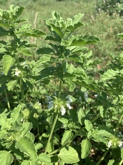 Leucas sexdentata