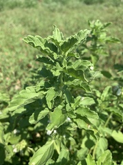 Leucas sexdentata