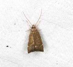 Torodora gemella