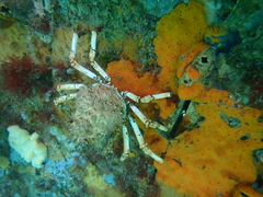 Leptomithrax gaimardii